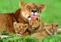 Puzzle: Lioness with her Cubs (Educa). Educa, 2014