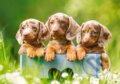Cute dachshunds, Castorland, 2022