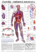 Plakát - Člověk - oběhová soustava (Scientia). Scientia