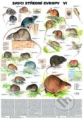 Plakát - Savci střední Evropy VI. - Myšovití,hrabošovití a myšivkovití, Scientia