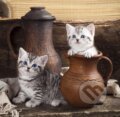 Puzzle: Kitten in Pot (Grafika). Grafika, 2023