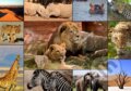 Puzzle: Collage - Wildlife (Grafika). Grafika, 2023