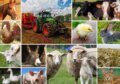 Collage - Farmyard Animals, Grafika, 2023