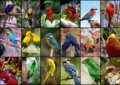 Puzzle: Collage - World's Most Beautiful Birds (Grafika). Grafika, 2023