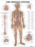 The Nervous System, Anatomical Chart, 2002