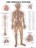 Kniha: The Nervous System (Anatomical Chart). Anatomical Chart, 2002