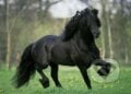 Čierny kôň - Gabrielle Boiselle, Schmidt
