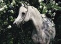 Biely kôň - Gabrielle Boiselle, Schmidt