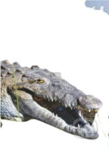 Kniha: Krokodýl, aneb, Můžeš růst : 36 impulsů pro růst lásky k Bohu i k bližnímu (Marek Dunda). , 2017