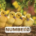 Kniha: Numbers (Judith Nouvion). Hachette Book Group US, 2016