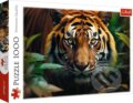 Puzzle: Divoký tiger (Trefl). Trefl, 2024