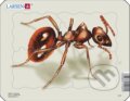 Hmyz - Mravec Z2
