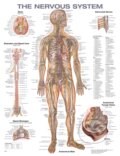 The Nervous System Anatomical Chart (Acc). Wolters Kluwer Health, 2023