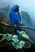 Tropický papagáj, Wrebbit - MB