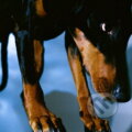 Hudobné CD: Overmono:  Cash Romantic LP (Bertus). Bertus, 2022
