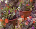 Tulips & Pansies in Pots - Clive Nichols, Crown & Andrews