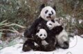 Panda Mother and Twin Cubs - Steve Bloom, Crown & Andrews
