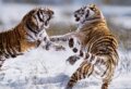 Siberian Tigers - Steve Bloom, Crown & Andrews