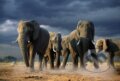 Puzzle: Elephants with Storm Clouds (Steve Bloom)