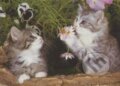Kittens Flower - Leanne Giblett, Crown & Andrews