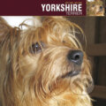 Yorkshire Terrier 2009, Cure Pink, 2008