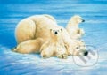 Polárne medvede - Joh Naito, Schmidt