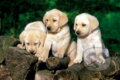 Puppy Labradors, Trefl