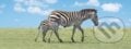Záložka Úžaska Zebra s mládětem, ABC Develop, 2018