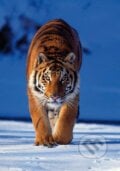Tiger, Clementoni