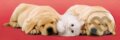 Puzzle: A little sleep (Clementoni). Clementoni