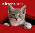 Kittens 2011, Helma, 2010