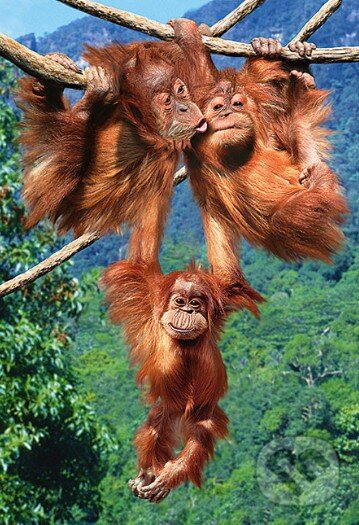 Puzzle: Monkeys Play (Castorland). Castorland