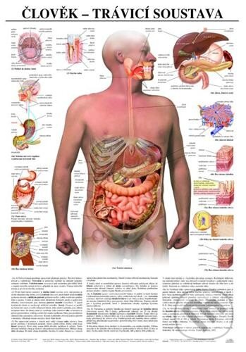 Človek: tráviaca sústava, 