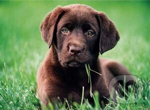 Levně Chocolate puppy - puzzle z kategorie Zvieratá