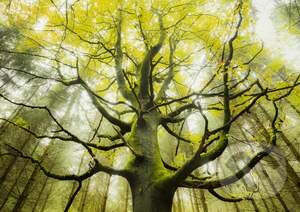 Puzzle: Stefan Hefele, Dream tree (Schmidt)