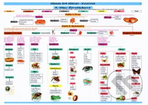 Kniha: Tabulka - zoologie (MC nakladatelství). MC nakladatelství, 2014