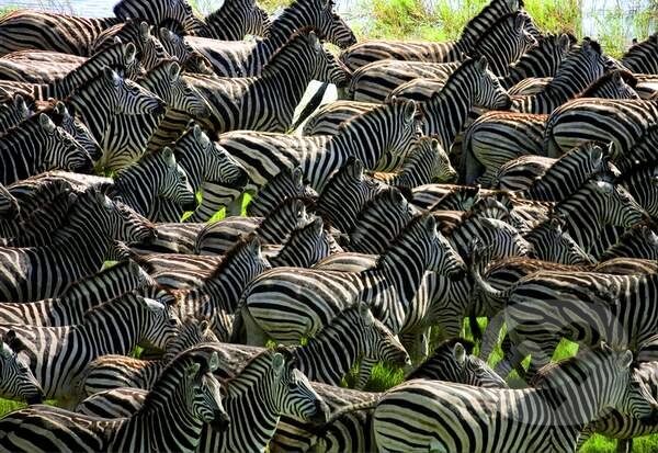 Herd of Zebras, Educa, 2014