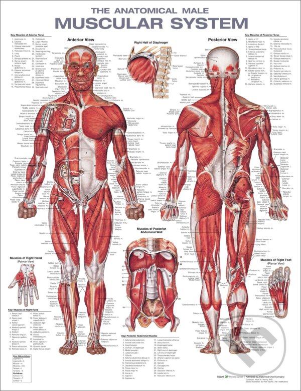 Levně The Anatomical Male Muscular System Anatomical Chart - kniha z kategorie Vysoké školy