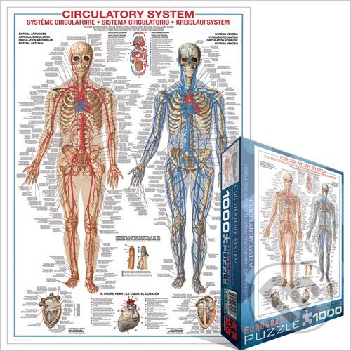 Puzzle: Oběhová soustava (EuroGraphics). EuroGraphics, 2014