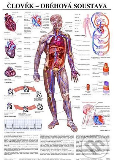 Plakát - Člověk - oběhová soustava (Scientia). Scientia