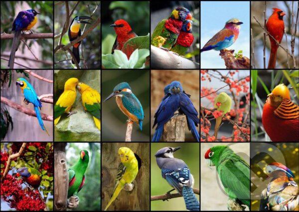 Levně Collage - World's Most Beautiful Birds - puzzle z kategorie Umelecké