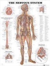 Kniha: The Nervous System (Anatomical Chart). Anatomical Chart, 2002