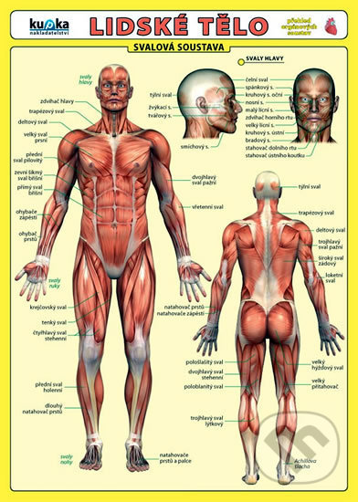 Lidské tělo - Přehled orgánových soustav - Svalová soustava - Petr Kupka a kolektiv, Kupka, 2011