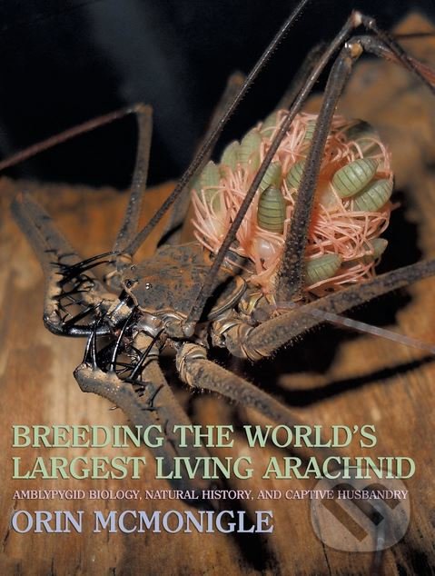 Breeding the World&#039;s Largest Living Arachnid - Orin McMonigle, Coachwhip, 2013
