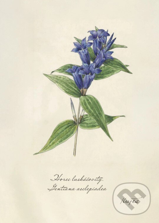 Print horec (rozmer A4) (Z našej prírody). Z našej prírody, 2025