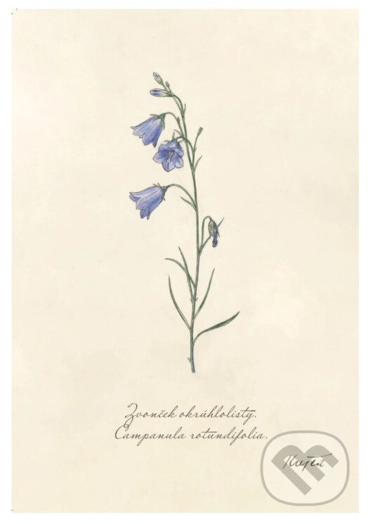 Print zvonček (rozmer A3) (Z našej prírody). Z našej prírody, 2025