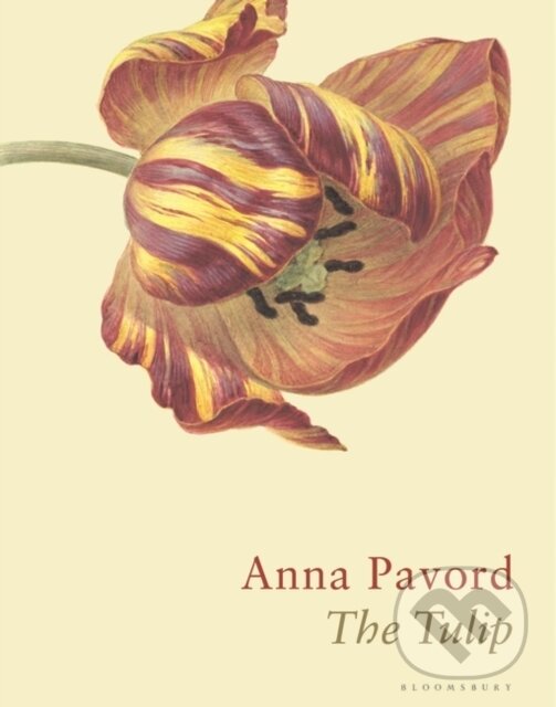 Kniha: The Tulip (Anna Pavord). Bloomsbury, 2019