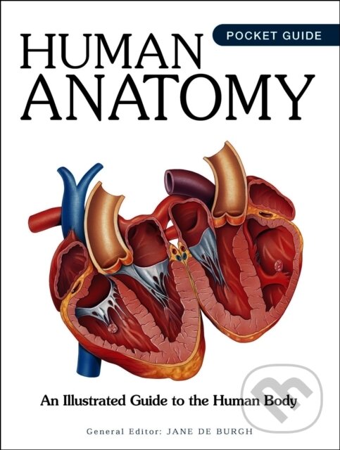 Kniha: Human Anatomy (Jane de Burgh). Amber-Allen Publishing, 2026