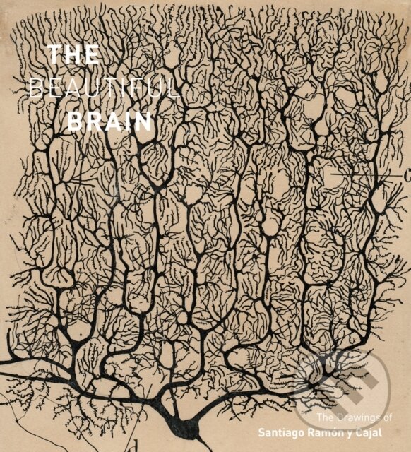Kniha: The Beautiful Brain (Alfonso Araque, Larry Swanson a Eric Newman). Amulet Books, 2017