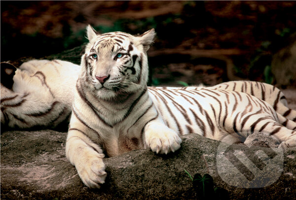 Bengálsky tiger, Trefl